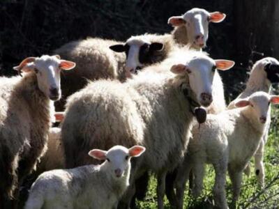 Δυτική Ελλάδα: Έμπαιναν στις στάνες κι ά...