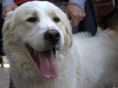 Πάτρα: Δέσμευση του Δημάρχου για στειρώσ...