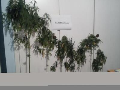 Συνελήφθησαν δύο καλλιεργητές ναρκωτικών...