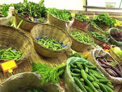 Συναγερμός στην Ευρώπη για τα μολυσμένα αγγουράκια