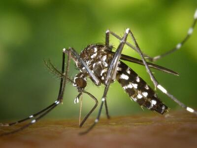 Δύο νέα κρούσματα του Ιού του Δυτικού Νε...