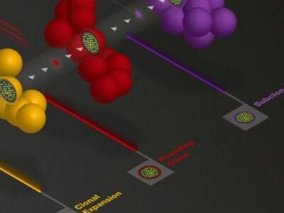 Εντοπίστηκε το γονίδιο που είναι υπεύθυν...