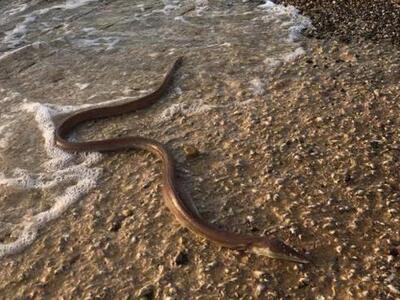 Το νερόφιδο του Ρίου που κατατρόμαξε του...