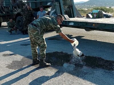 Μυτιλήνη: Στρατιωτικός διέσωσε πελαργό π...