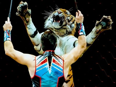 Τίγρεις  κατασπάραξαν τον θηριοδαμαστή τους 