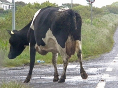 Ηλεία: Δίκυκλο έπεσε πάνω σε …αγελάδα - ...