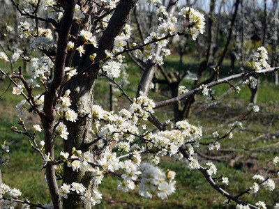 Η άνοιξη είναι προ των πυλών - Ανεβαίνει...