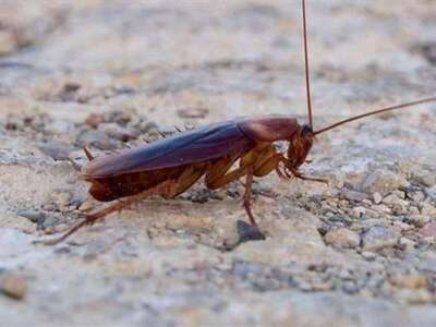 Πάτρα: Η υγρασία & οι υψηλές θερμοκρ...