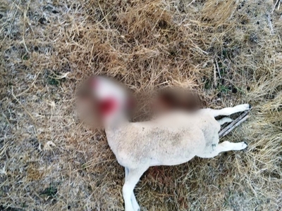 Πύργος: Προβληματίζουν οι επιθέσεις σε κ...