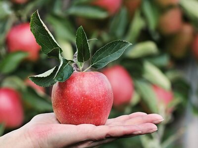 Στις ΗΠΑ έφτιαξαν μήλο που αντέχει ένα χ...