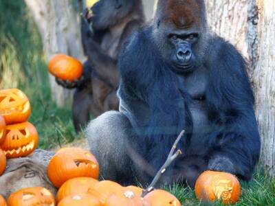 Πάρτι με... κολοκύθες: Το Halloween ήρθε...