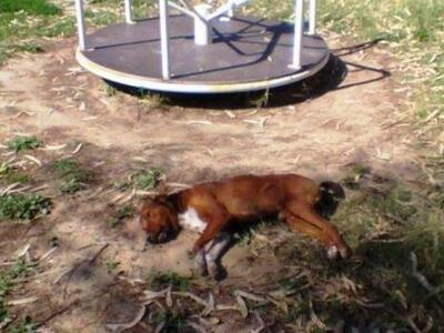 Σκοτώνουν σκυλιά με φόλες στην Κουραύτα Αμαλιάδας 