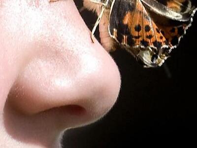 Η μύτη πιο ισχυρή από μάτι και αυτί