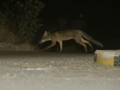Πέντε νέα κρούσματα λύσσας σε αλεπούδες ...
