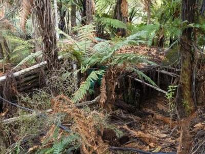 Νέα Ζηλανδία: Πατέρας έκρυβε τα παιδιά τ...