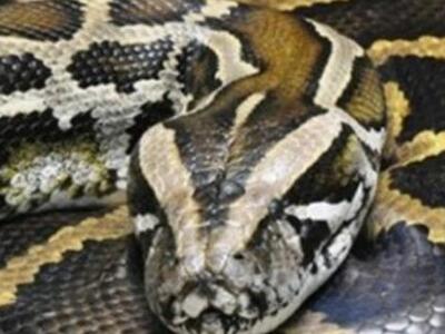 Εργάτης γλίτωσε από πύθωνα δαγκώνοντάς τον