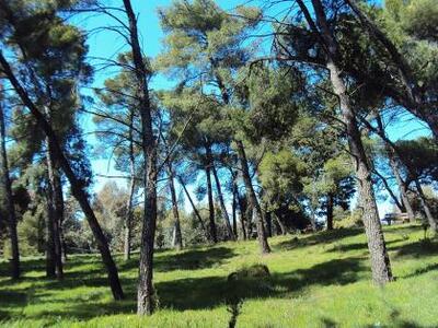 Πάτρα - Δενδροφύτευση στην περιοχή του Γ...