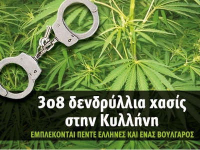 308 δενδρύλλια χασίς στην Κυλλήνη