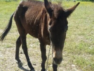 Έδεσε το μουλάρι σε δέντρο και το άφησε ...