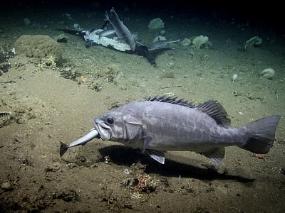 Η στιγμή που ροφός καταπίνει ολόκληρο έν...