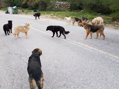 Πάτρα: Αγέλη σκύλων σπέρνει τον τρόμο στ...