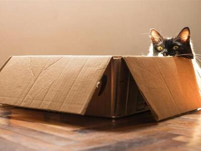 ΗΠΑ: Γάτα κρύφτηκε σε κούτα και την ταχυ...
