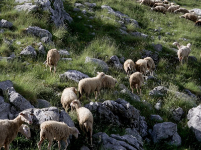Ευλογιά αιγοπροβάτων: Την επόμενη εβδομά...