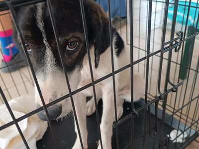 Ημέρα υιοθεσίας στην Πάτρα: Γίνε ο ήρωας...