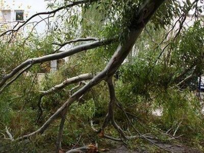 Πάτρα: Αναστάτωση από πτώση δέντρου στις...