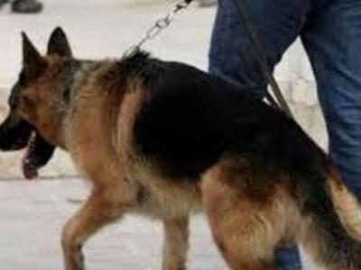 Λουσικά: Την δάγκωσε στο λαιμό ο σκύλος ...