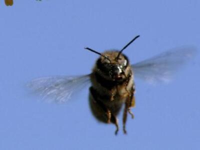 Το δηλητήριο της μέλισσας καταστρέφει τον ιό HIV! 