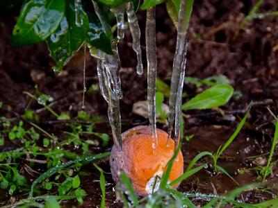 Ηλεία: Ο παγετός σκέπασε τα πάντα - &quo...