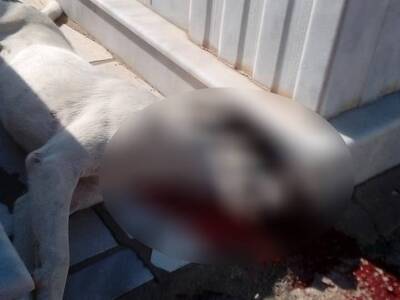 Κτηνωδία: Φριχτό θάνατο βρήκε αδέσποτο σκυλάκι στο νεκροταφείο Αγρινίου- ΦΩΤΟ