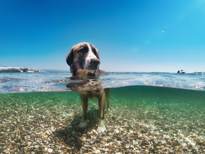 Νέος νόμος επιτρέπει τα σκυλιά στη θάλασ...