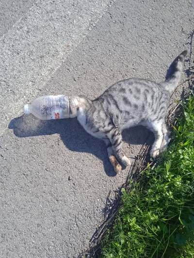 Ηλεία: Πλαστικό μπουκάλι, παγίδα θανάτου για γάτες