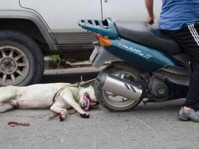 Ηλεία: Οδηγούσε μηχανάκι σέρνοντας νεκρό σκύλο! 