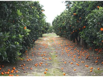 Ηλεία - Βούναργο: Τα πορτοκάλια σαπίζουν...