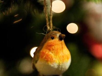 Ο Μικρός Κοκκινολαίμης μετρά τις μέρες ω...