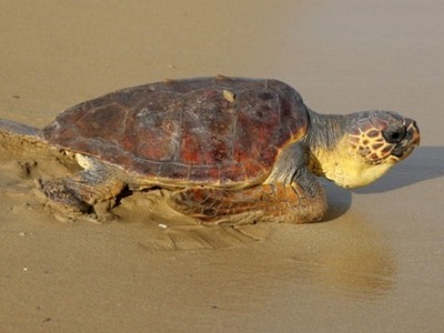 Αριθμός ρεκόρ, φέτος, για τις φωλιές της...