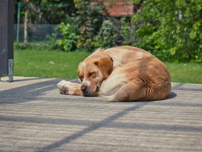 Φιλοζωικός Σύλλογος Κρεστένων: Διευκρινί...