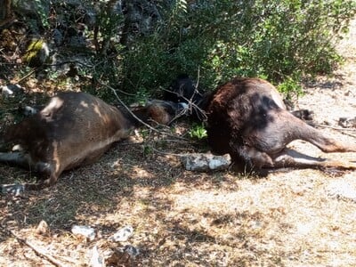 Αιτωλοακαρνανία: Δεν έχουν τελειωμό οι ε...