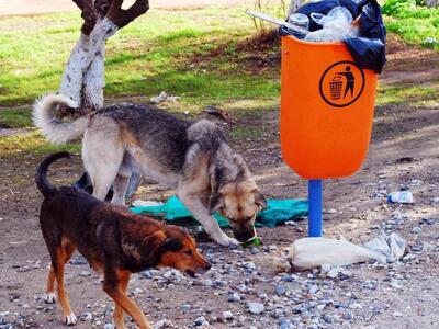 Ο Πανελλήνιος Κτηνιατρικός Σύλλογος κατά...
