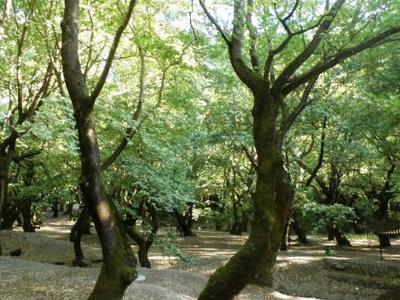Μέτρα για την προστασία των δασών από τη...