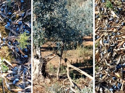 Δυτική Ελλάδα: Η κακοκαιρία έπληξε ελαιο...