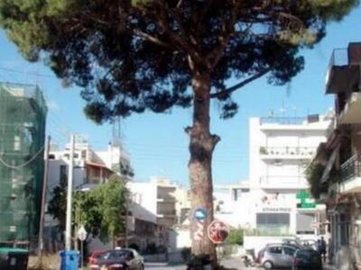 Πάτρα: Η κουκουναριά της Αρόης και οι πα...