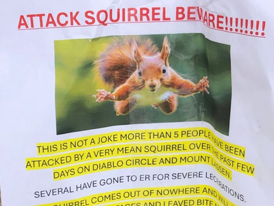 Σαν Φρανσίσκο: Θυμωμένος σκίουρος εμφανί...