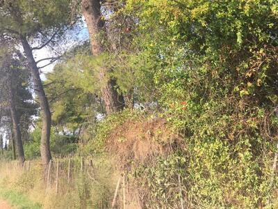 Στον Εισαγγελέα ο Σύλλογος Αλισσαίων Πεί...