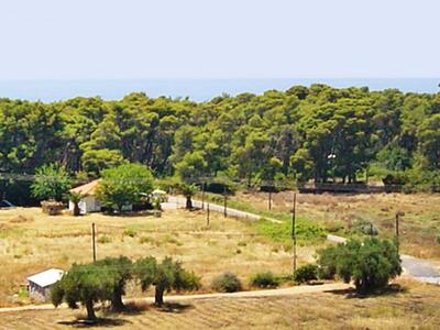 Έκαναν "λαμπίκο" το δάσος  της...