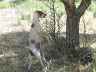 Κρέμασαν σκύλο από δέντρο δίπλα σε ξενοδοχείο 