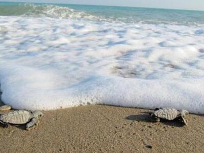 Μέτρα προστασίας για την περιοχή «Θίνες ...